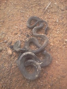 mistriuos snake in ilesa