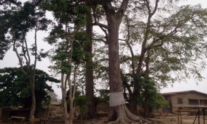 The Sacred Oore Tree, located at Oke-Odo, Ileogbo Headquarter of Ayedire Local Government, Osun State.