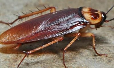 Five Ways To Control Cockroaches In Your Home