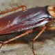 Five Ways To Control Cockroaches In Your Home