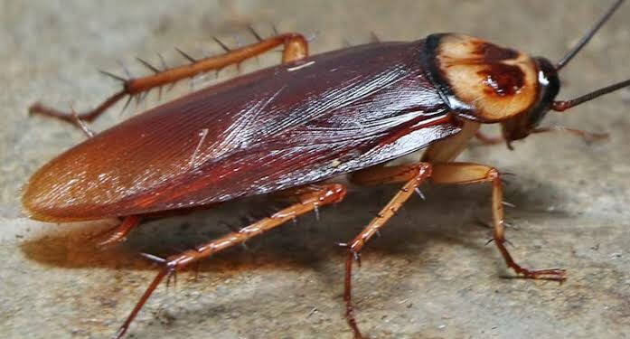 Five Ways To Control Cockroaches In Your Home