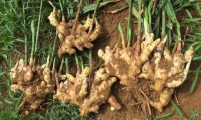 Ginger Pandemic Hits Kaduna State, Wipes Out N10bn Ginger Farm Land In 7 LGs