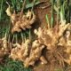 Ginger Pandemic Hits Kaduna State, Wipes Out N10bn Ginger Farm Land In 7 LGs