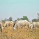 Yoruba Group Rejects Grazing Zones in South West