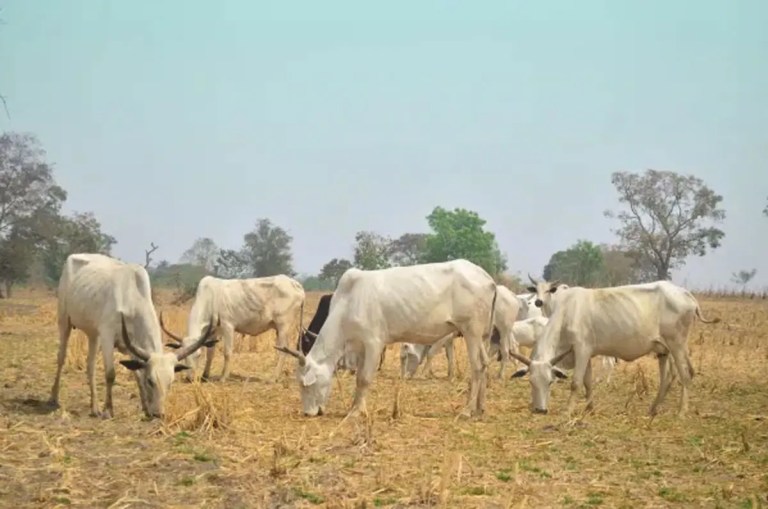 Yoruba Group Rejects Grazing Zones in South West