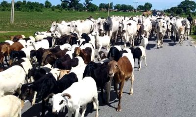 BREAKING: Tinubu Creates Ministry Of Livestock Development