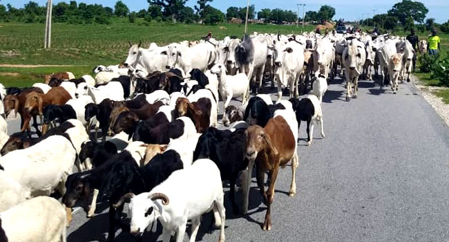 BREAKING: Tinubu Creates Ministry Of Livestock Development