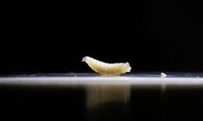 US Records First Case Of Flesh-Eating Screwworm Outbreak