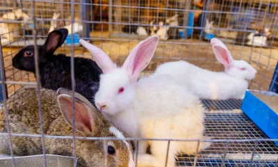 Rabbit Farming Offers ‘Silent Wealth’ For Nigerians, Says NGO