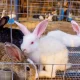 Rabbit Farming Offers ‘Silent Wealth’ For Nigerians, Says NGO