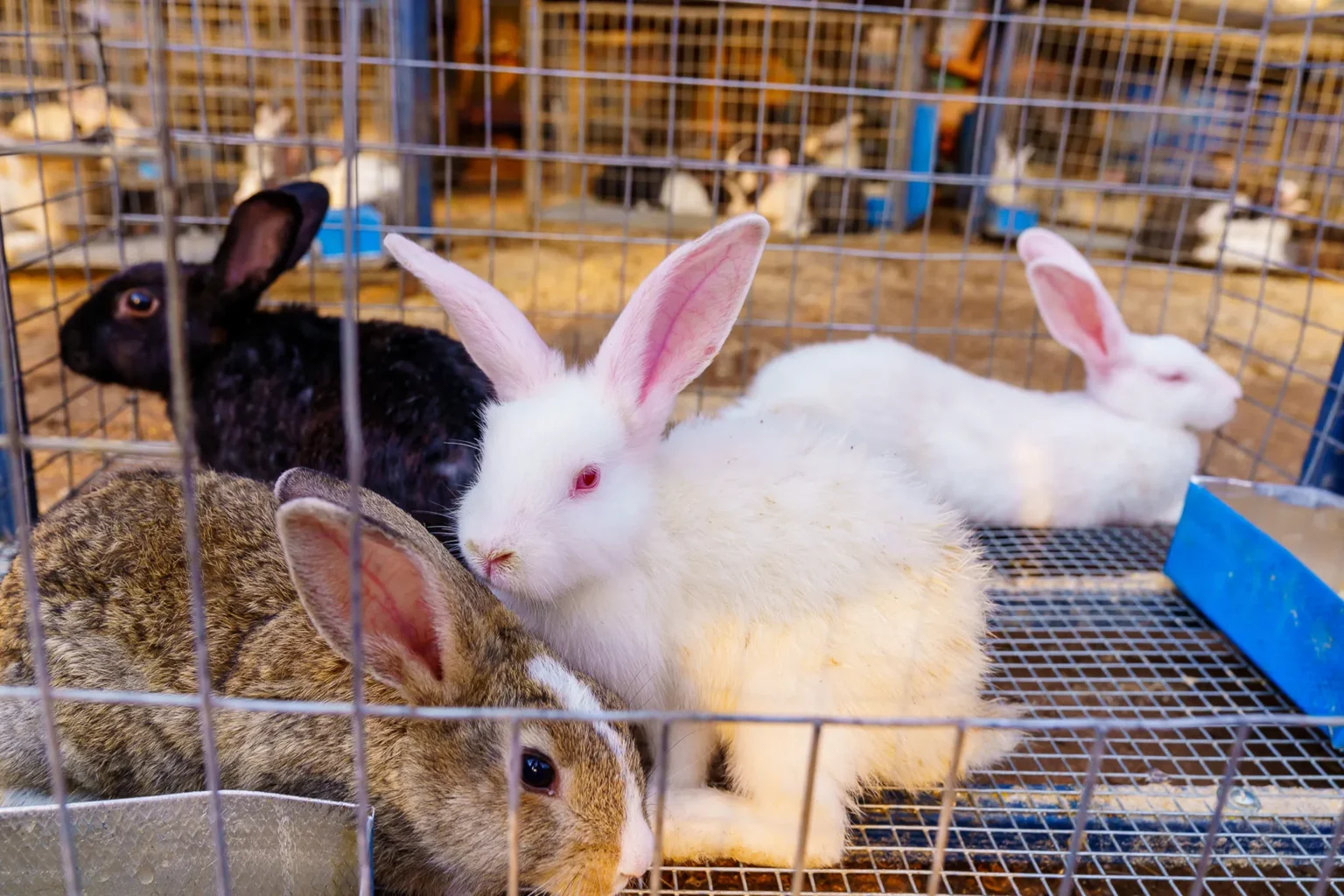 Rabbit Farming Offers ‘Silent Wealth’ For Nigerians, Says NGO