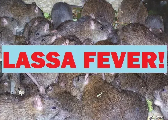 Lassa Fever Kills 4 In Nasarawa; Govt Shuts General Hospital