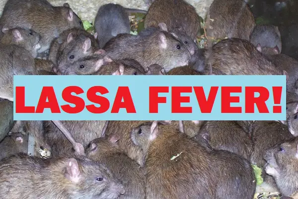 Lassa Fever Kills 4 In Nasarawa; Govt Shuts General Hospital