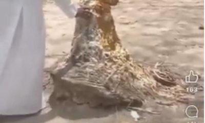 Outrage As Pastor Storms Osun Grove, Preaches Against Deity