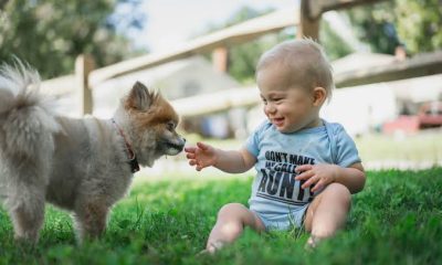 Early Dog Exposure May Shield Babies From Infections –Study