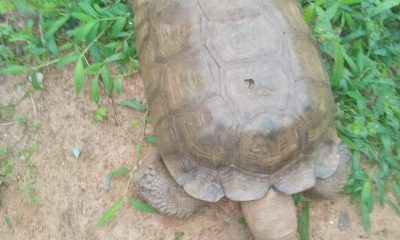 End Of An Era As Alaafin’s Centuries-Old Tortoise ‘Baba’ Dies