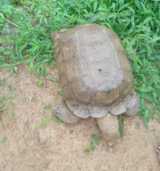 End Of An Era As Alaafin’s Centuries-Old Tortoise ‘Baba’ Dies