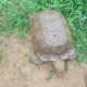 End Of An Era As Alaafin’s Centuries-Old Tortoise ‘Baba’ Dies