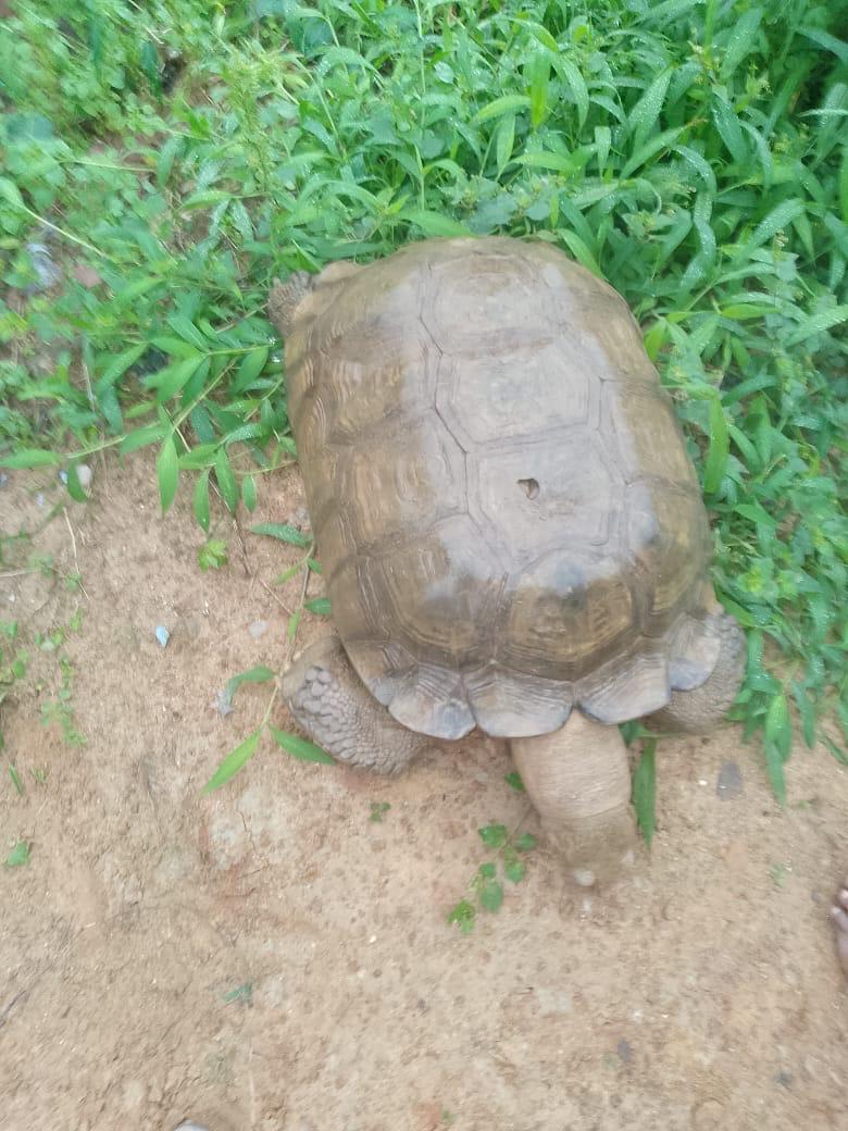 End Of An Era As Alaafin’s Centuries-Old Tortoise ‘Baba’ Dies